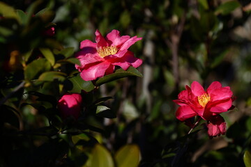 寒さの中で咲き誇る