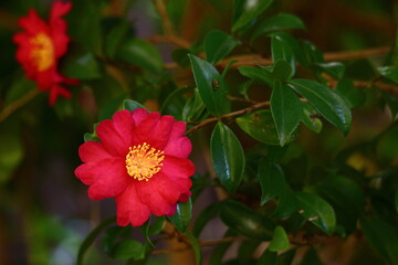 寒さの中で咲き誇る