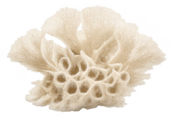 Sea life coral colony displaying natural marine organism texture and structure, isolated on a transparent background