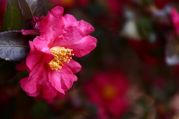 寒さの中で咲き誇る