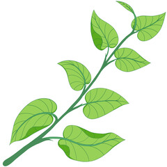 green leaves, branch tree