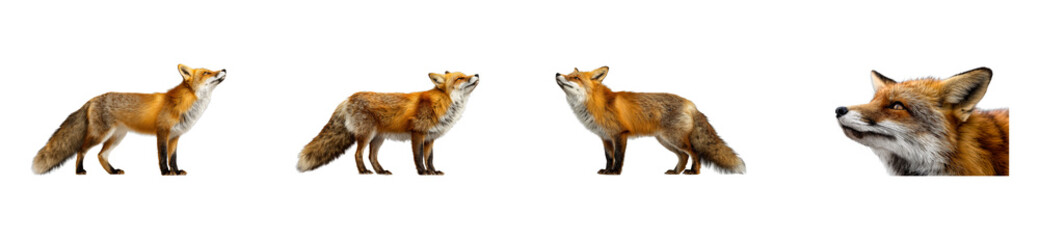 Fototapeta premium A collection of beautiful red fox animals captured in various natural poses looking up, perfect for wildlife educational materials, nature documentaries, or environmental awareness campaigns
