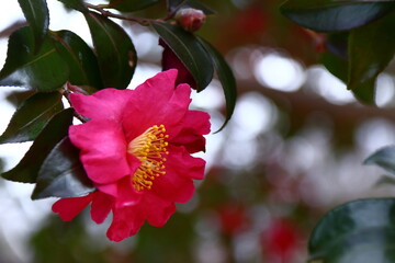 寒さの中で咲き誇る