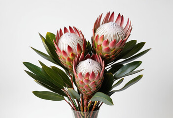 Protea bouquet on white background, king protea, exotic flowers, tropical arrangement, fresh cut