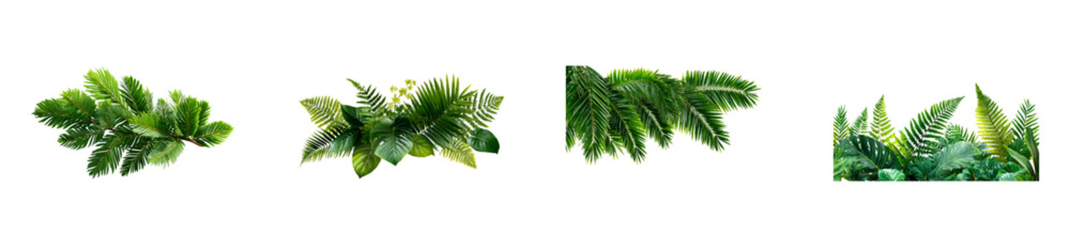 Lush green plants featuring tropical leaves, palm fronds, various ferns, and coniferous branches offer natural botanical elements for diverse naturethemed designs.