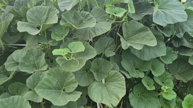 Professional close-up video of many young green bottle gourd leaves hanging together from a trellis, Rural Life & Farming Scenes in Bangladesh, 4K UHD 30fps.