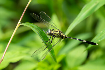 Slender Skimmer - Orthetrum sabina, beautiful large dragonfly native to Asian fresh waters and marshes, Vietnam.