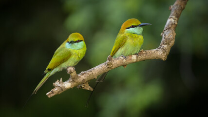Fototapeta premium Wild Green Bee-Eaters Perched Together