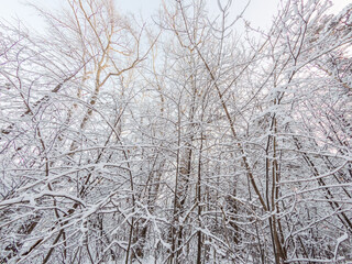Fototapeta premium Tree branches in winter covered with snow and frost in snowfall on blue sky background. Frozen tree branches.