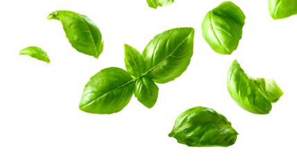 Fresh green basil leaves falling gently in air, distinct leaf shapes floating freely, vibrant healthy foliage on white background with falling leaves
