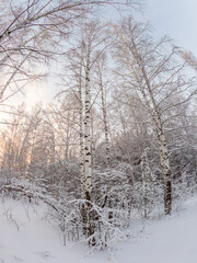 Beautiful winter landscape. Trees in the snow in a clearing on a cold day.