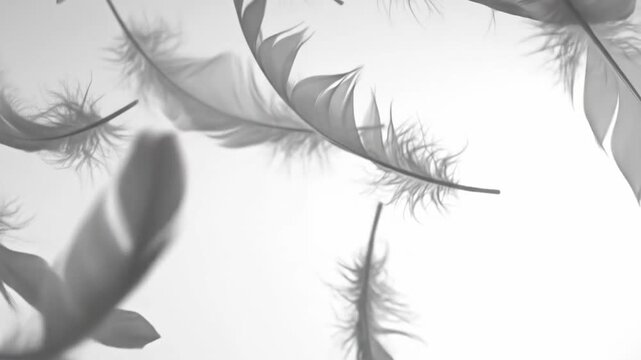 Delicate grayscale image of floating feathers against a bright, airy white backdrop