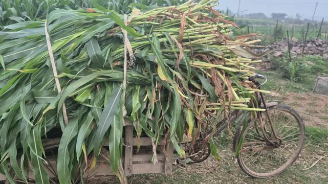 Professional video clip of fresh fodder grass loaded on a local van, Rural Life & Farming Scenes in Bangladesh, 4K UHD 30fps.