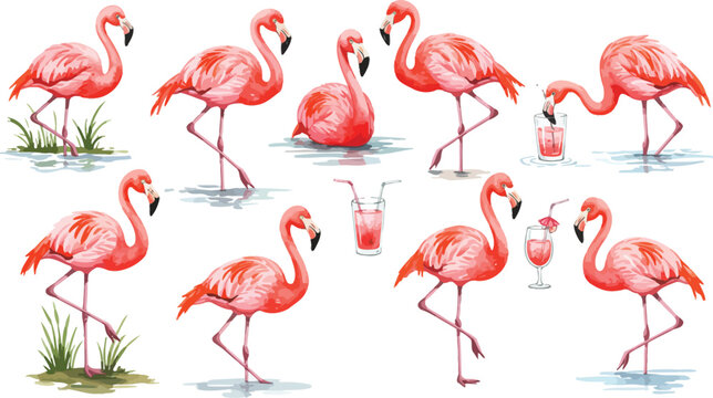 A beautiful exotic pink flamingo bird with long neck and colorful feathers standing in tropical water isolated on a white background as a wildlife nature vector