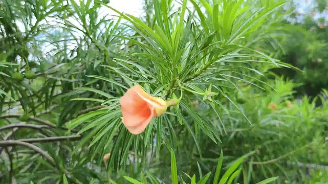 A beautiful peach-colored Yellow Oleander flower sways gently in slow-motion breeze surrounded vibrant green needle-like leaves in lush natural garden setting