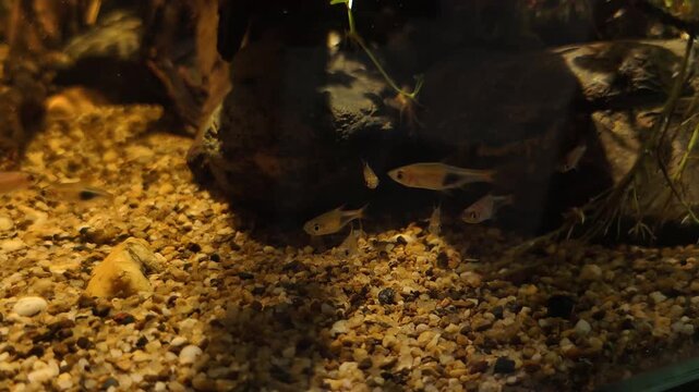 A serene 4k slow-motion view of Harlequin Rasbora fish swimming gracefully over pebbled substrate in dimly lit, naturalistic freshwater aquarium