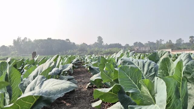 Professional video clip of cauliflower plantation in rural Bangladesh, Rural Life & Farming Scenes, 4K UHD 30fps footage.