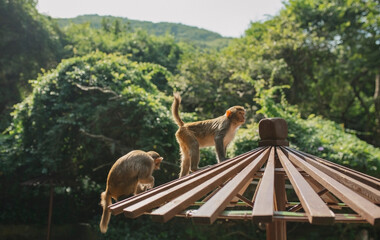 Monkeys on Monkey Island on Hainan Island in China
