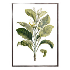  Fresh Green Mint leaf Isolated on transparent Background
