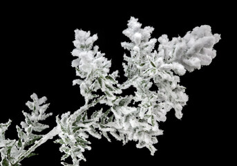 Green Branch Covered in Thick White Snow on Black Background