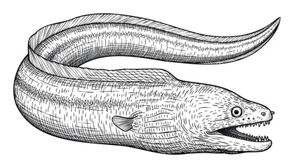 Highly detailed black and white engraving style illustration of a formidable moray eel with an open mouth and sharp teeth, ideal for oceanic wildlife themes, aquatic restaurant decor, or