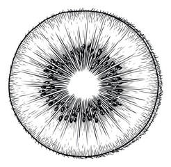 Obraz premium Delicious fresh kiwi fruit slice graphic for healthy food blogs, organic produce packaging, recipe books, and culinary promotional materials.