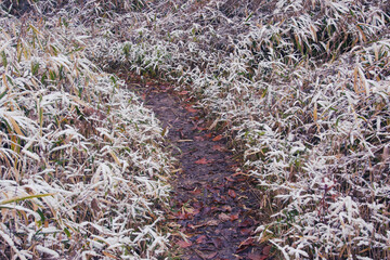 兵庫県・三田市千丈寺湖初雪道