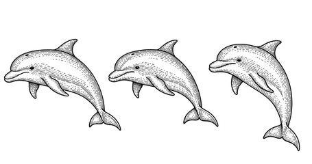 Image of Vintage engraving of three dolphins in black and white line art printed on Printed Glass Basin Splashbacks