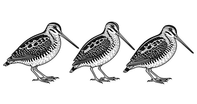 Detailed illustration of three black and white snipes with intricate feather patterns