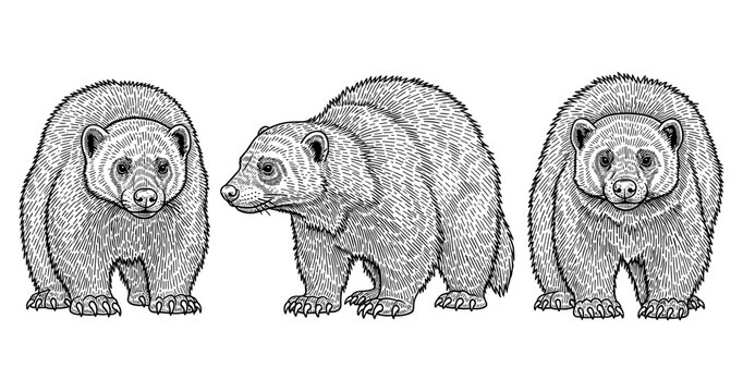 Detailed wolverine sketch set: front and side views of wolverines