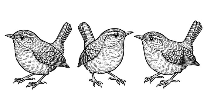 Intricate black and white engraving of three detailed wren birds