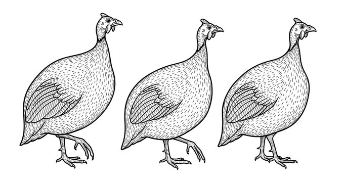 Three guinea fowls walking in a row &ndash; black and white illustration