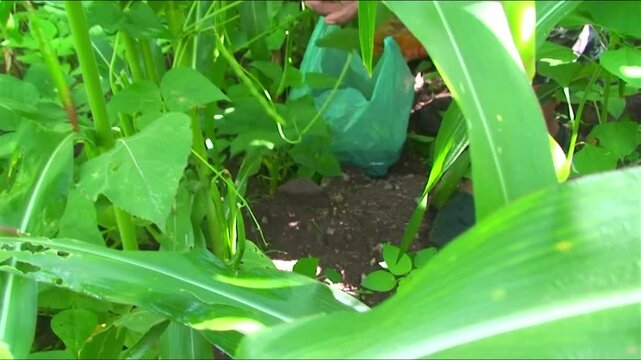 Traditional milpa harvest with guachocote fruit, corn and squash blossoms - Vintage Style