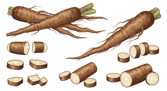 Collection of burdock root illustrations featuring whole long roots and various cross-section slices on a clean white background.