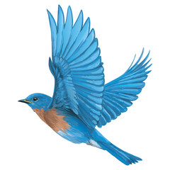 Vibrant blue bird in flight with outstretched wings illustration