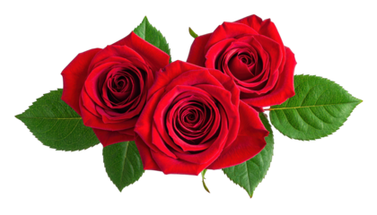 Three vibrant red roses with green leaves against a stark black background