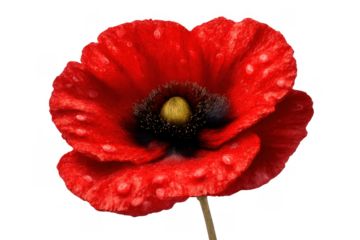 Vibrant red poppy bloom showing delicate petals covered in morning dew, symbolizing remembrance and peace, isolated on transparent background