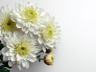 白い背景に白い菊の花束