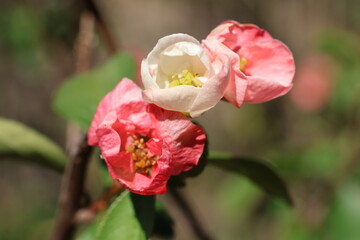 Obraz premium Japanese quince flowers blooming in winter