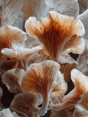 A close-up view of a cluster of oyster mushrooms with delicate peach-colored caps and gills