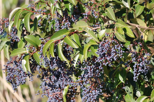 Black berries of Ligustrum orbicularis chinensis