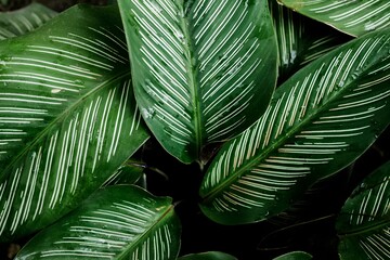 Tropical green leaves texture with fresh natural pattern