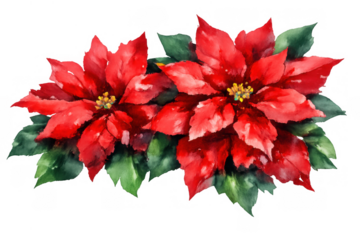 Red poinsettia flowers with green leaves showing festive christmas watercolor illustration
