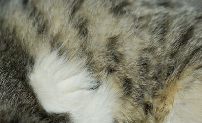 Cat fur background