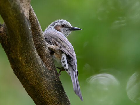 Brown-eared bulbul