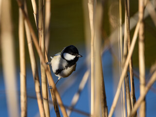 Cinereous tit © Yueying