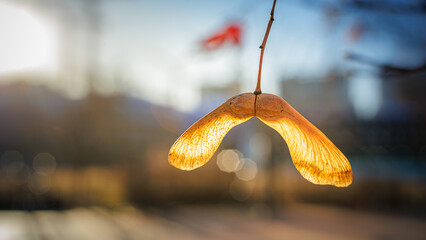 Golden maple seed hanging on twig in warm sunrise light