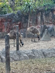Two emus forage on dry ground inside a rocky natural enclosure, showing calm behavior and detailed feather texture in outdoor light