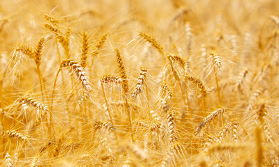 Wheat field on a sunny day. Grain farming, ears of wheat close-up. Agriculture, growing food...