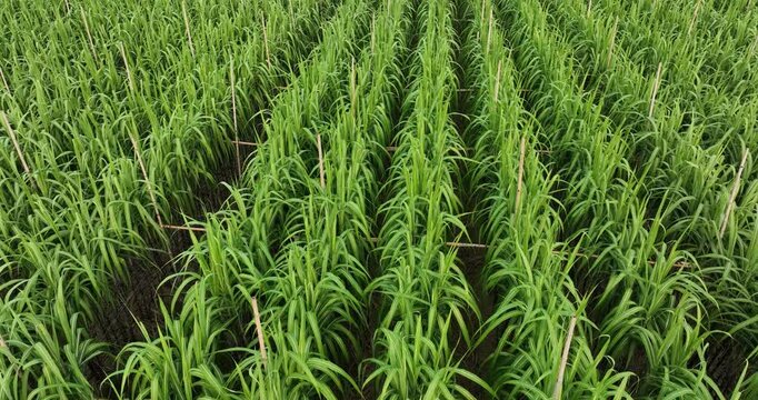 Aerial footage of sugarcane plants growing at field
